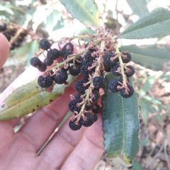 Comarostaphylis arguta