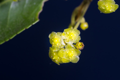 Maytenus peduncularis