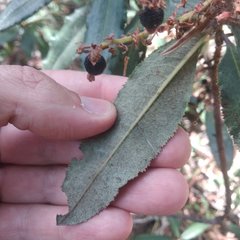 Comarostaphylis arguta