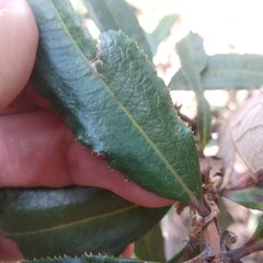 Comarostaphylis arguta