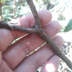 Comarostaphylis arguta