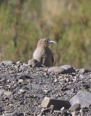 Upucerthia validirostris