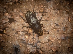 Basitropis relicta