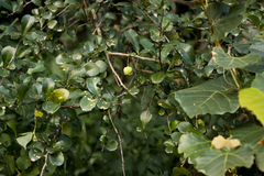 Putterlickia verrucosa