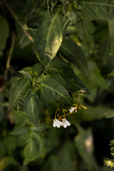 Rhinacanthus gracilis