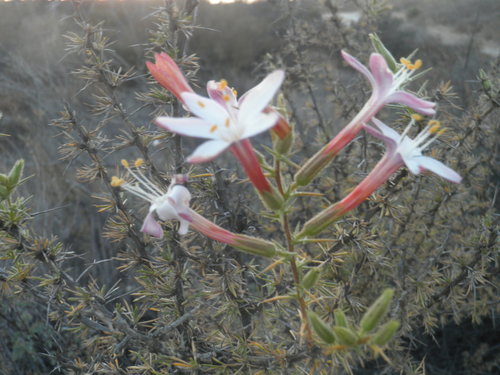 Acanthogilia gloriosa