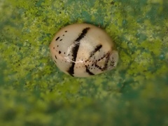 Hemisphaerius signifer
