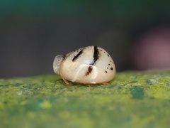 Hemisphaerius signifer