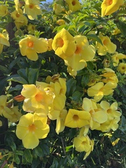 Allamanda schottii