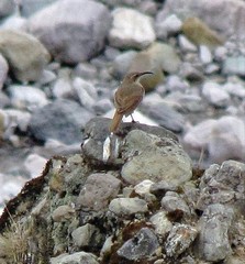 Upucerthia validirostris