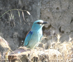 Coracias garrulus