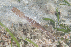Solenostomus cyanopterus