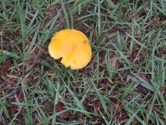 Amanita flavella