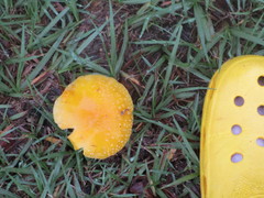 Amanita flavella