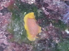 Doriopsilla gemela