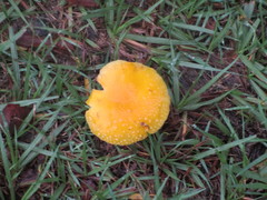 Amanita flavella