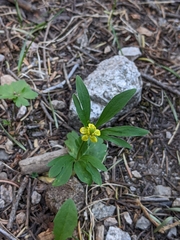Ranunculus inamoenus inamoenus
