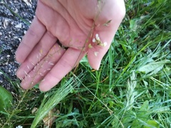 Capsella grandiflora