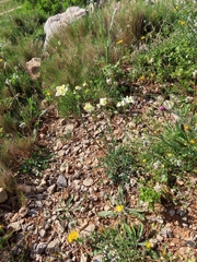 Thalictrum tuberosum