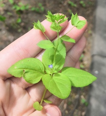 Veronica cardiocarpa