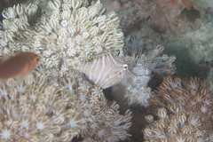 Acreichthys radiatus