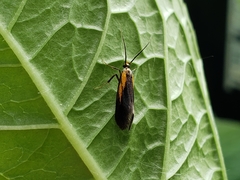 Mathildana newmanella