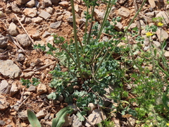 Thalictrum tuberosum