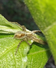 Xysticus ulmi