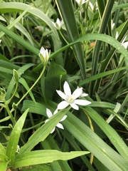 Ornithogalum