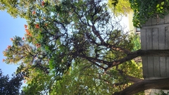 Peraxilla tetrapetala