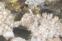 Acreichthys radiatus