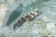 Cryptocentrus fasciatus