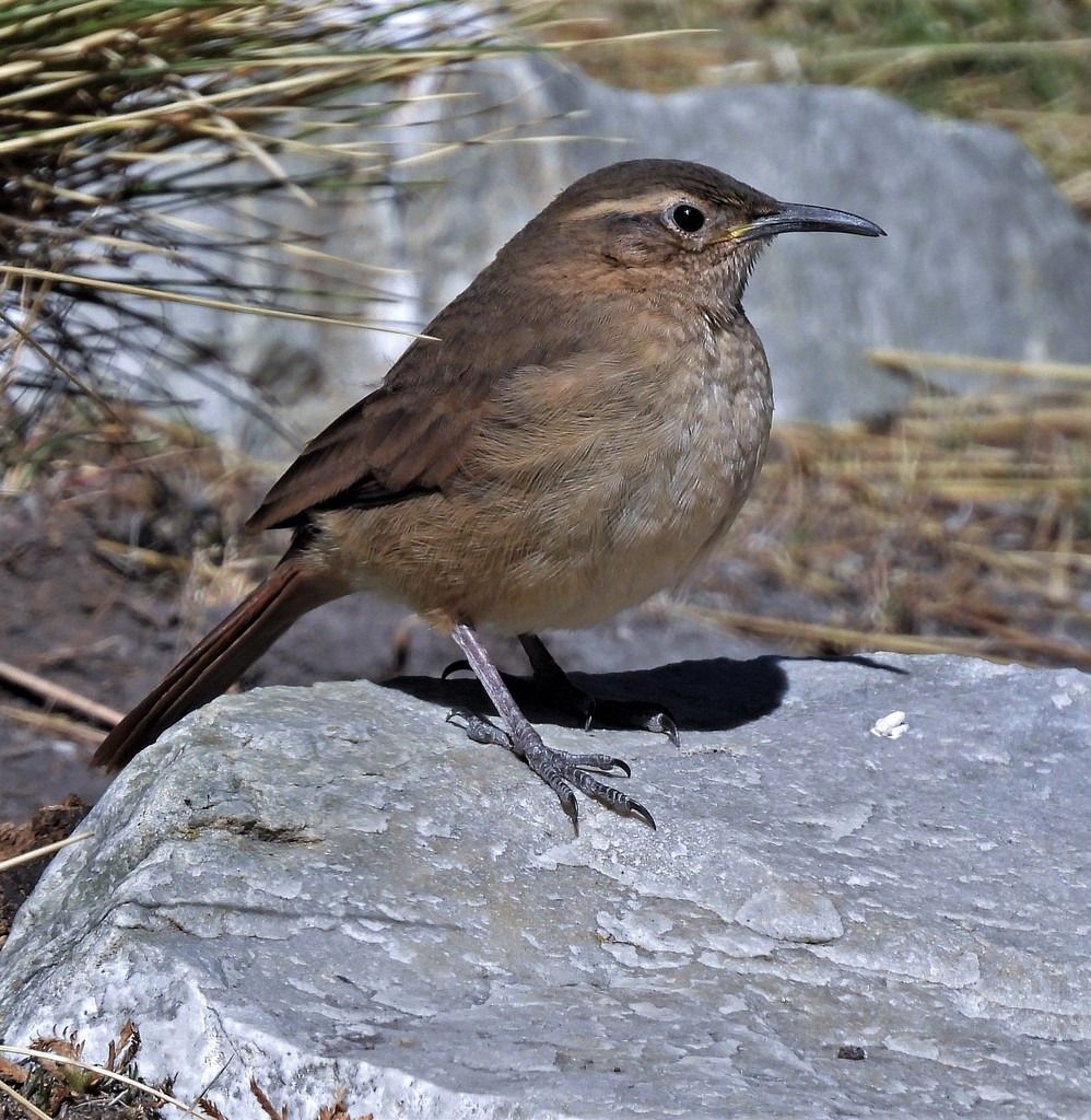 Buff-breasted Earthcreeper