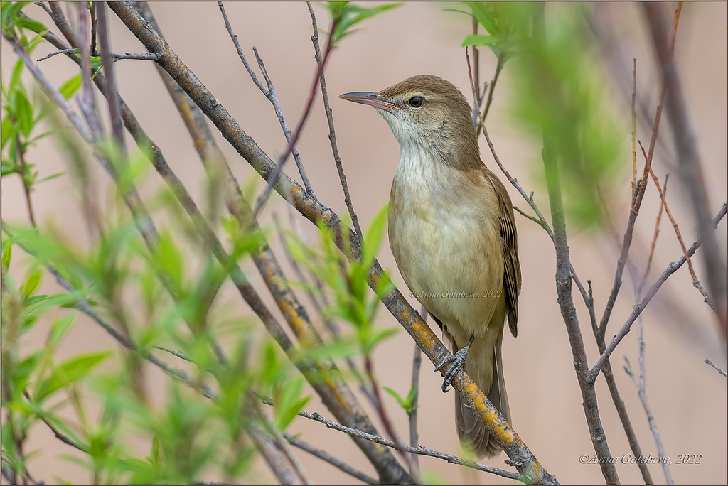 Oriental Reed Warbler