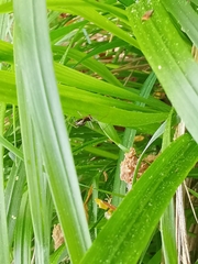 Frontinellina frutetorum