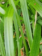 Frontinellina frutetorum