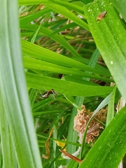 Frontinellina frutetorum