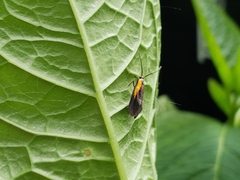 Mathildana newmanella