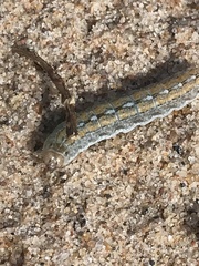 Actebia praecox