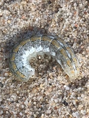 Actebia praecox