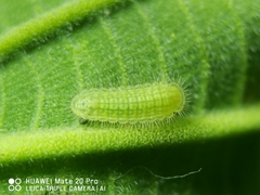 Arhopala major major