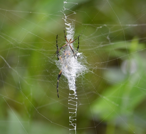 Yellow Garden Spider, photo 5 of 10