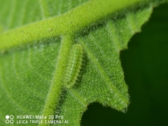Arhopala major major