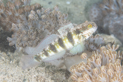 Amblygobius sphynx