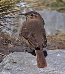 Upucerthia validirostris