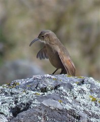 Upucerthia validirostris