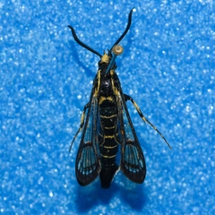 Synanthedon exitiosa