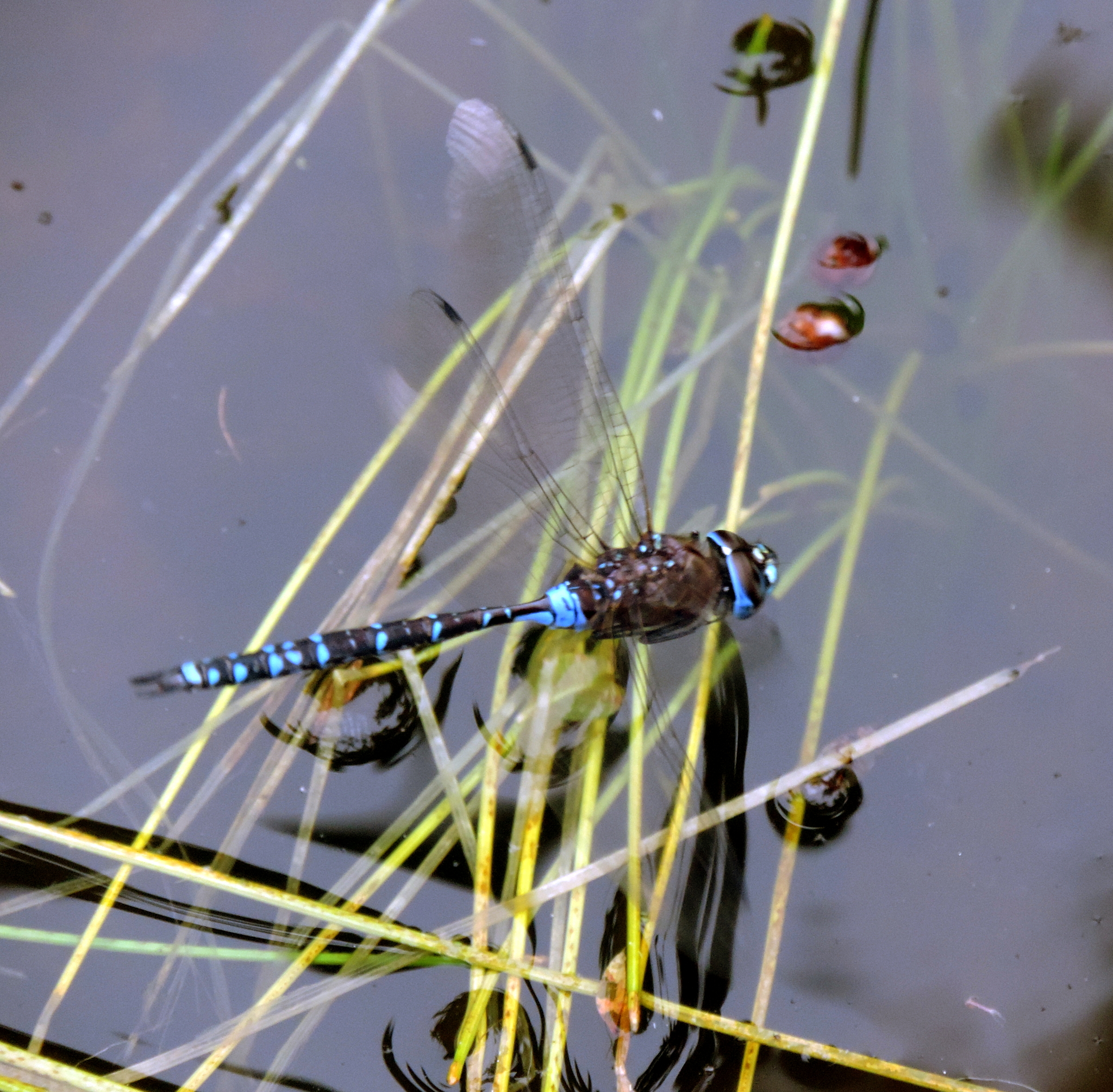 Rhionaeschna galapagoensis image