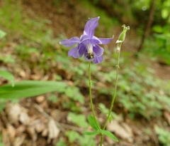 Aquilegia dumeticola