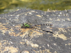 Ophiogomphus carolus